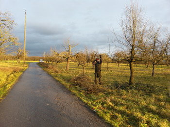 Obstbaumschnitt