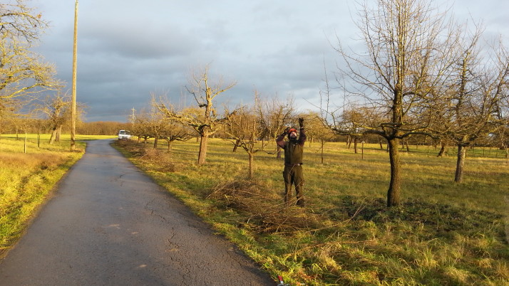 Obstbaumschnitt