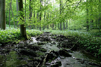 Forst- & Naturschutz-dienstleistungen